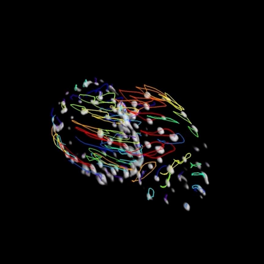 Heartbeat of zebrafish, nuclei tracked