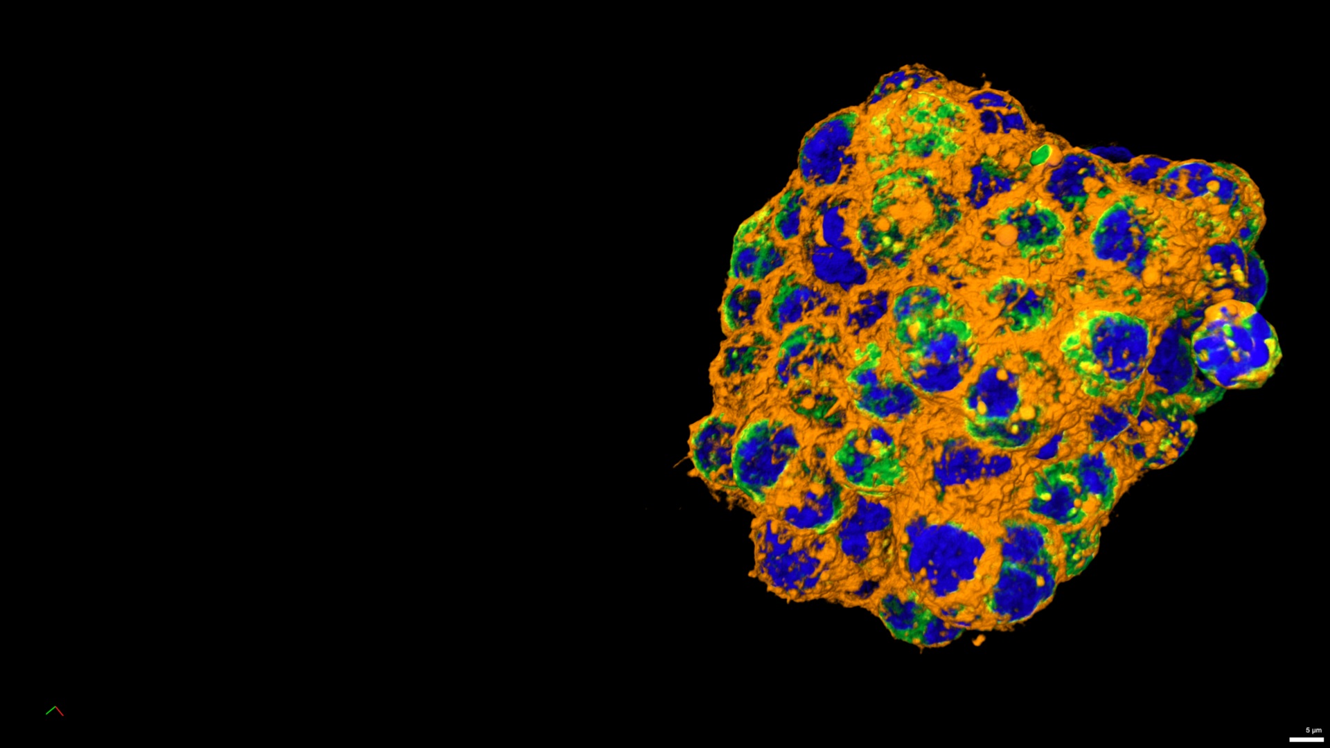 3D view of an segmented organoid. 
