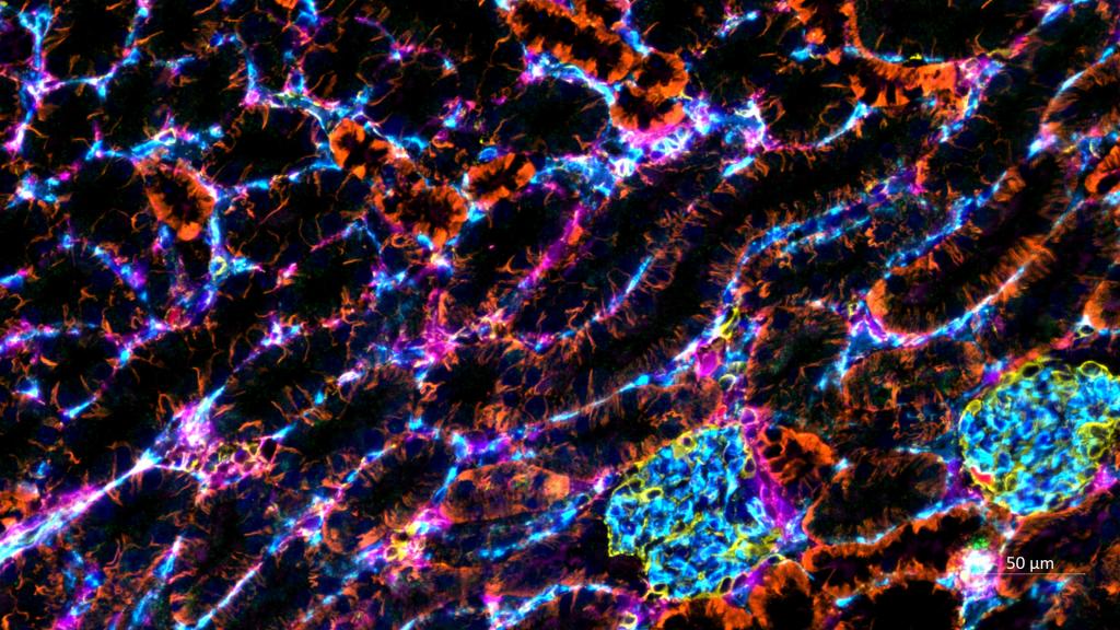 Microscopes, Software & Imaging Solutions ZEISS