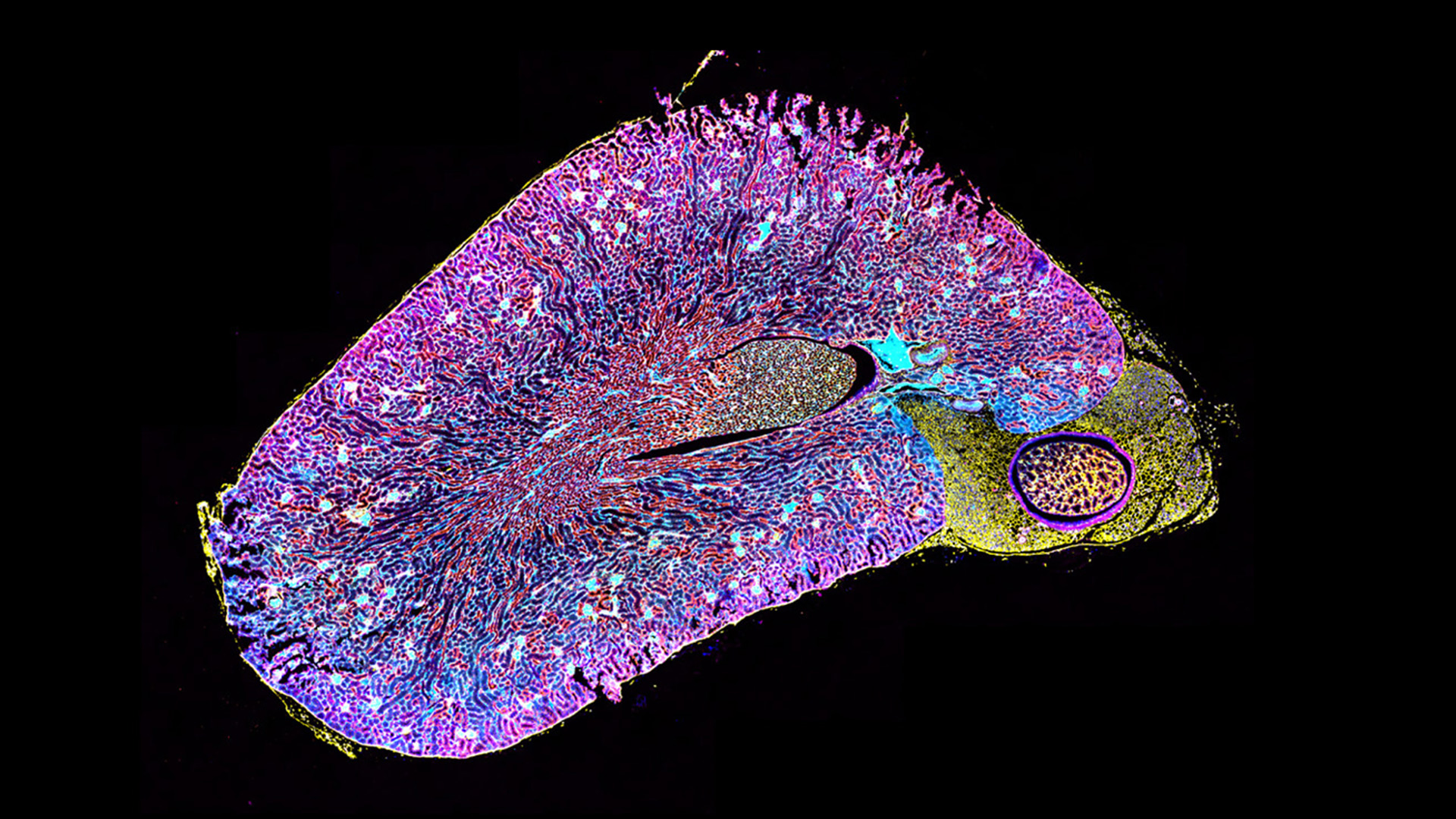 BioPharma