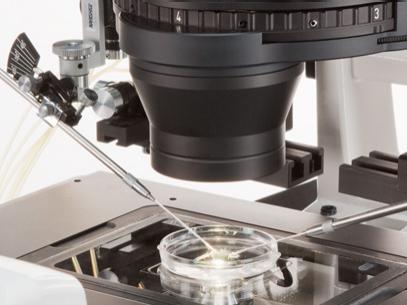 Manipulieren Sie Mikroskopproben wie Stammzellen oder transgene Strukturen