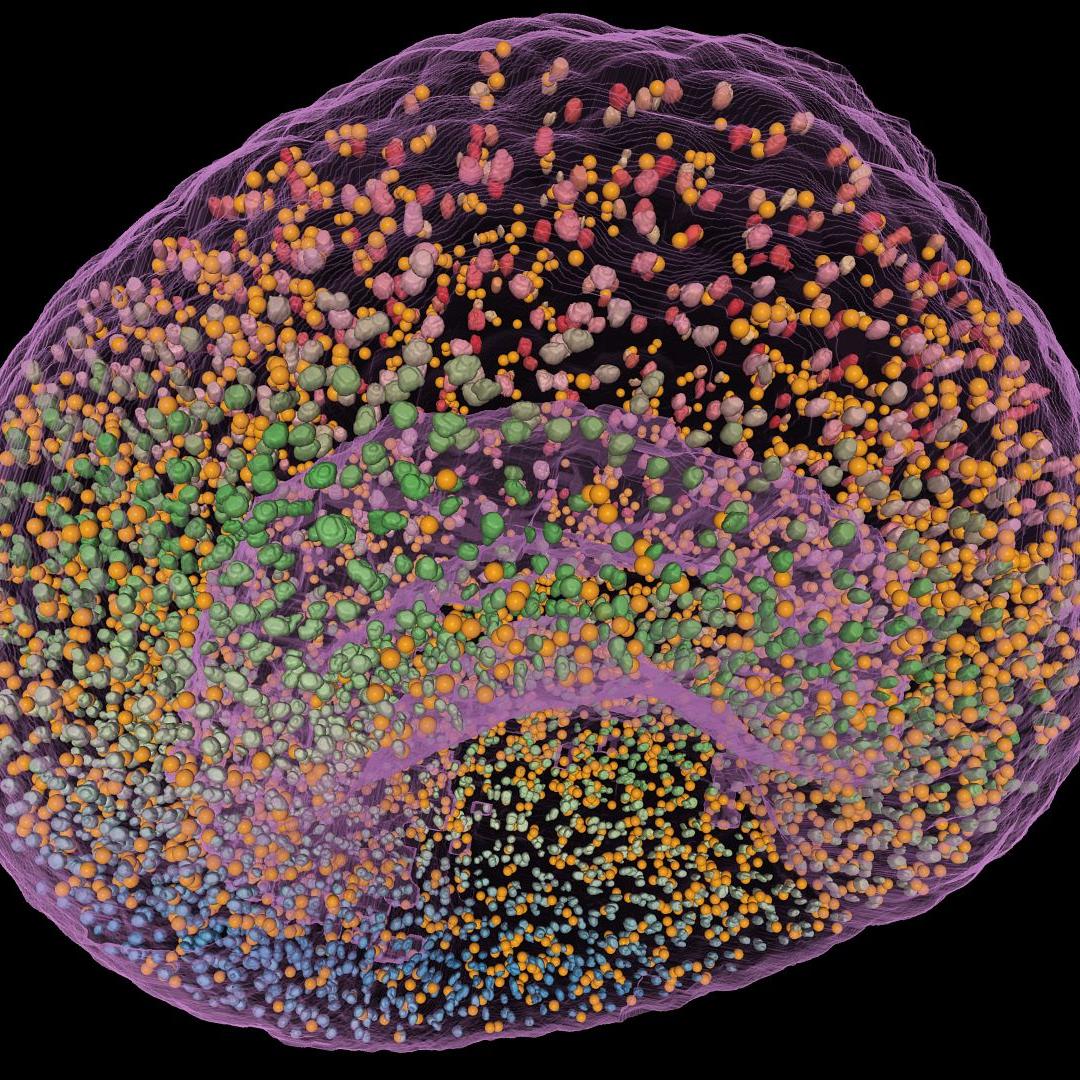 Single-channel light-sheet fluorescence microscopy (LSFM) of a 2-day lamprey embryo, kindly provided by Cody Saraceno and Jeremiah J. Smith, University of Kentucky, imaged with ZEISS Lightsheet Z1.​ Segmentation of all green fluorescent objects includes Nuclei, Micronuclei, and Debris.​ Vision4D 3.5 Object-based Machine Learning (ML) enables easy and quick classification of Nuclei and Micronuclei based on an array of Morphology, Size, Intensity and Position parameters.​ GPU-accelerated Voxel ML defines the embryo surface.​ Object Style Settings:​ Whole embryo is shown as a Glass Surface.​ Nuclei are shown as Traditional Surfaces​. Micronuclei are represented by Centroids.