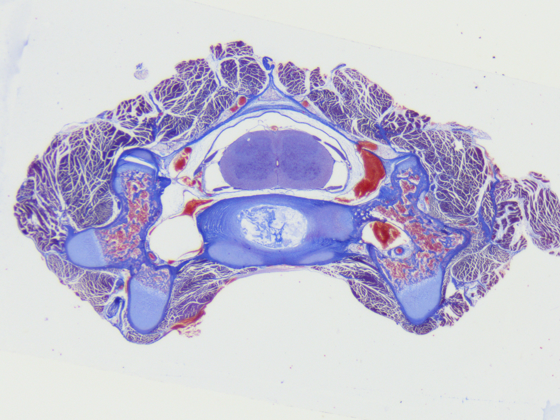 Cat, HE staining, brightfield, acquired with ZEISS Stemi 305 