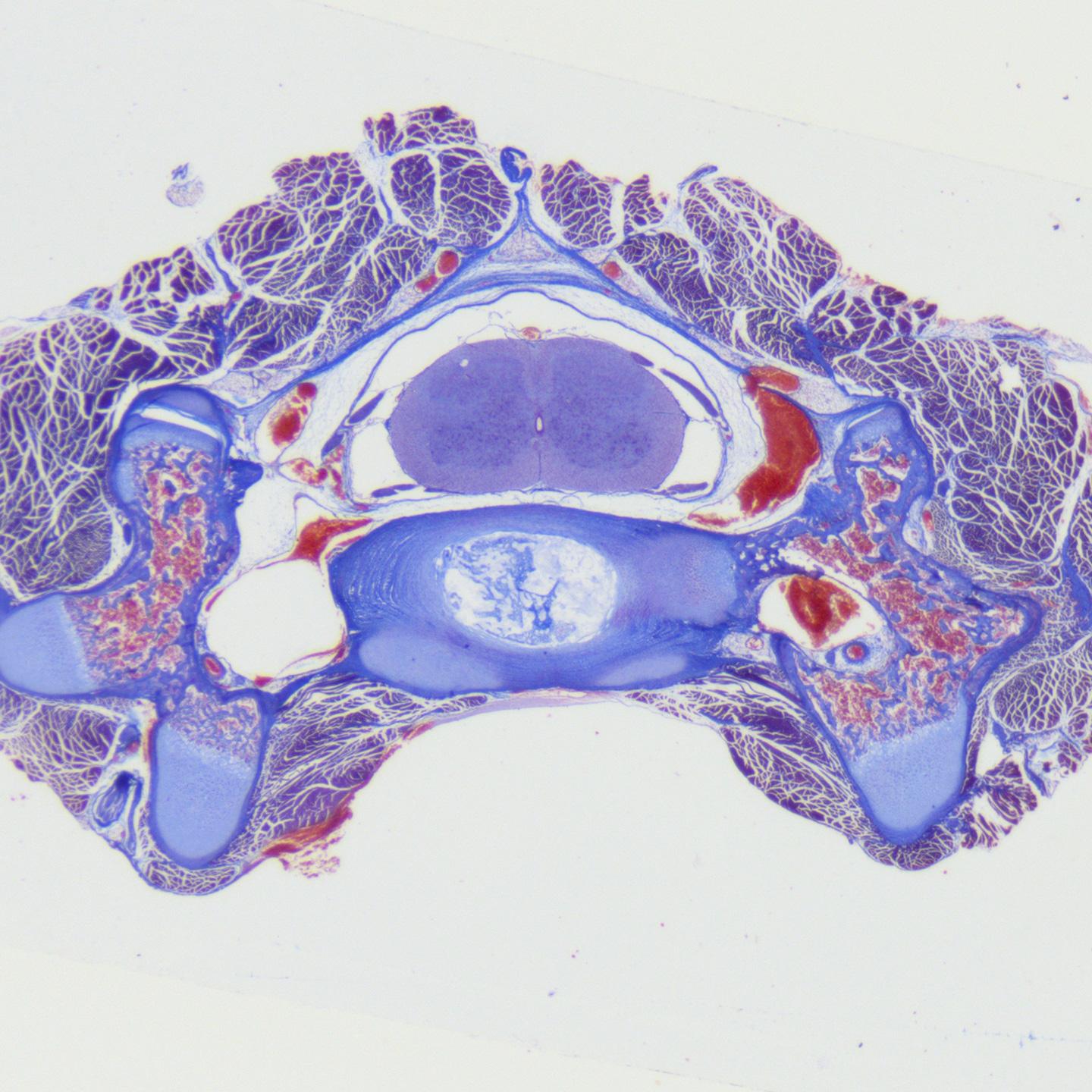 Cat, HE staining, brightfield, acquired with ZEISS Stemi 305