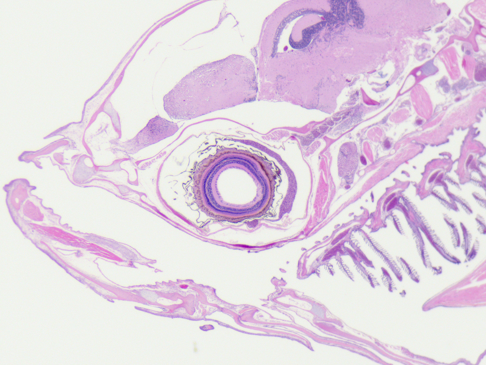 Fisch, HE-Färbung, Hellfeld, aufgenommen mit ZEISS Stemi 305 