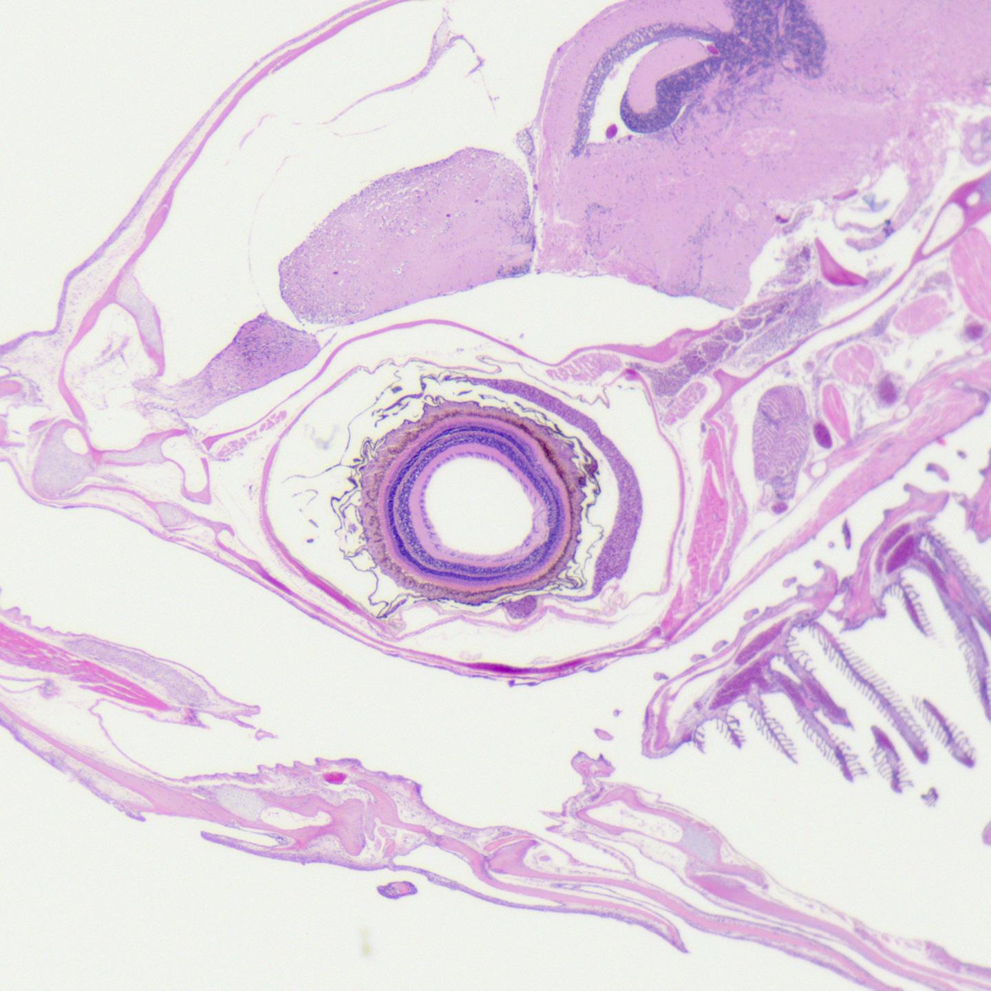 Fisch, HE-Färbung, Hellfeld, aufgenommen mit ZEISS Stemi 305