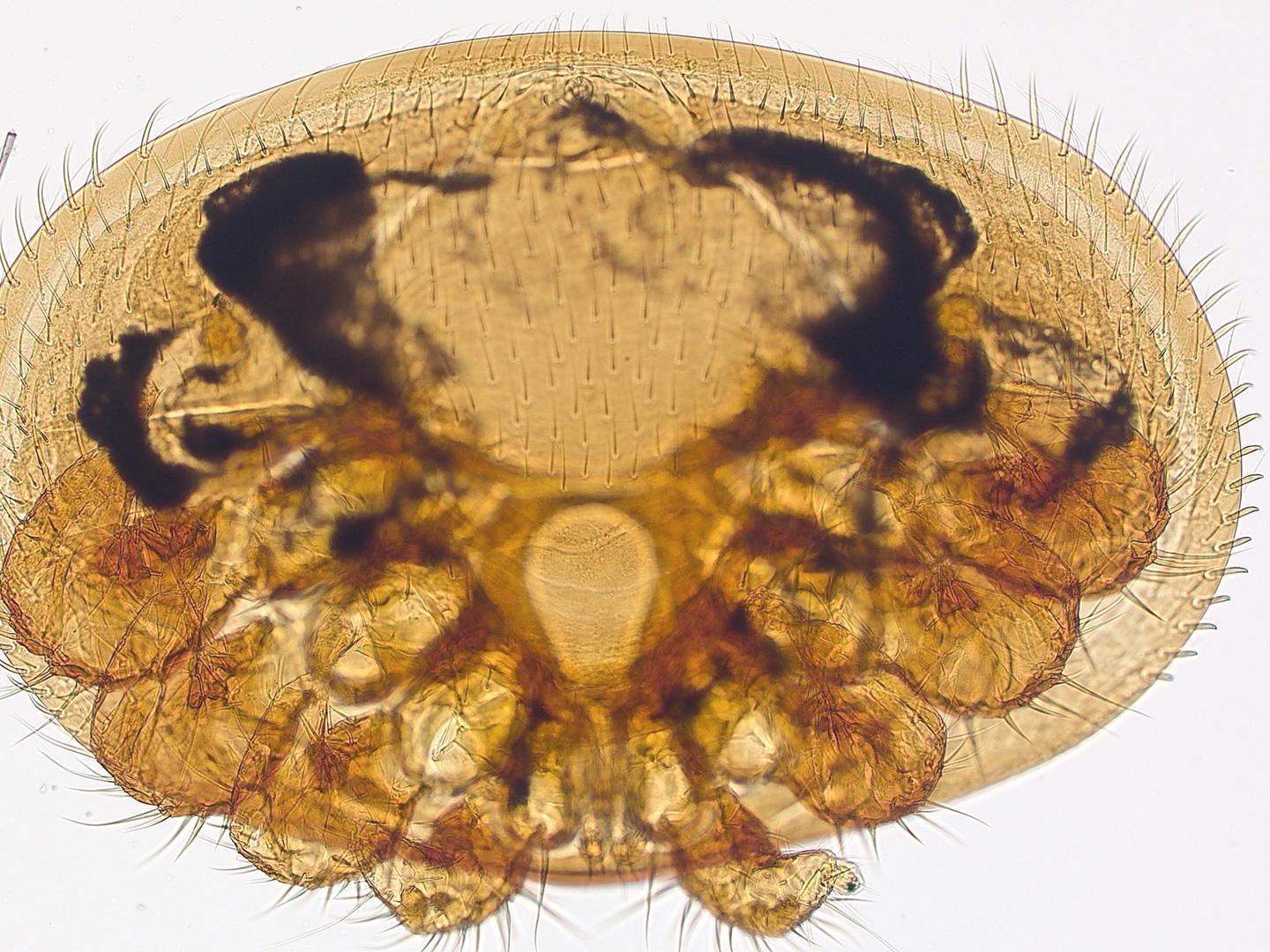 Mite varroa en lumière transmise en champ clair