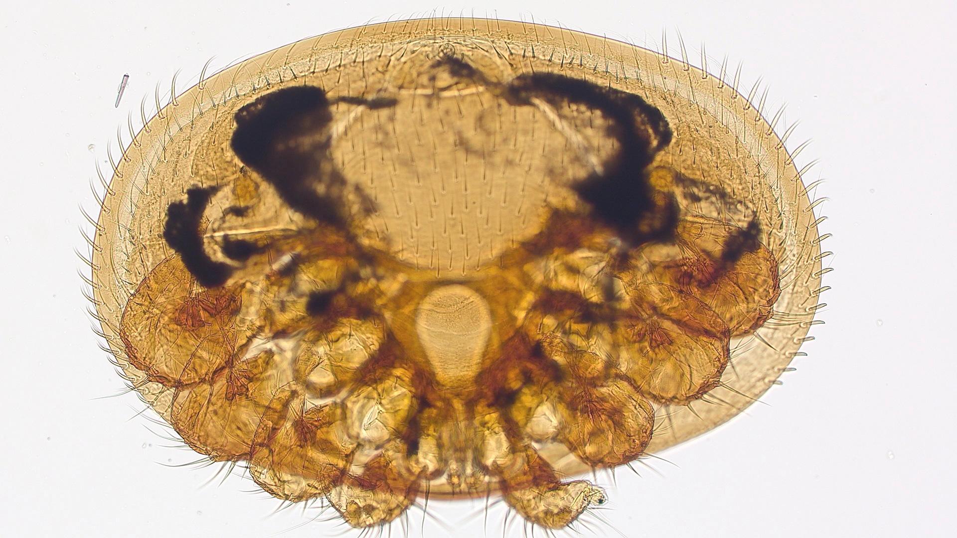 Varroa mite en campo claro de luz transmitida