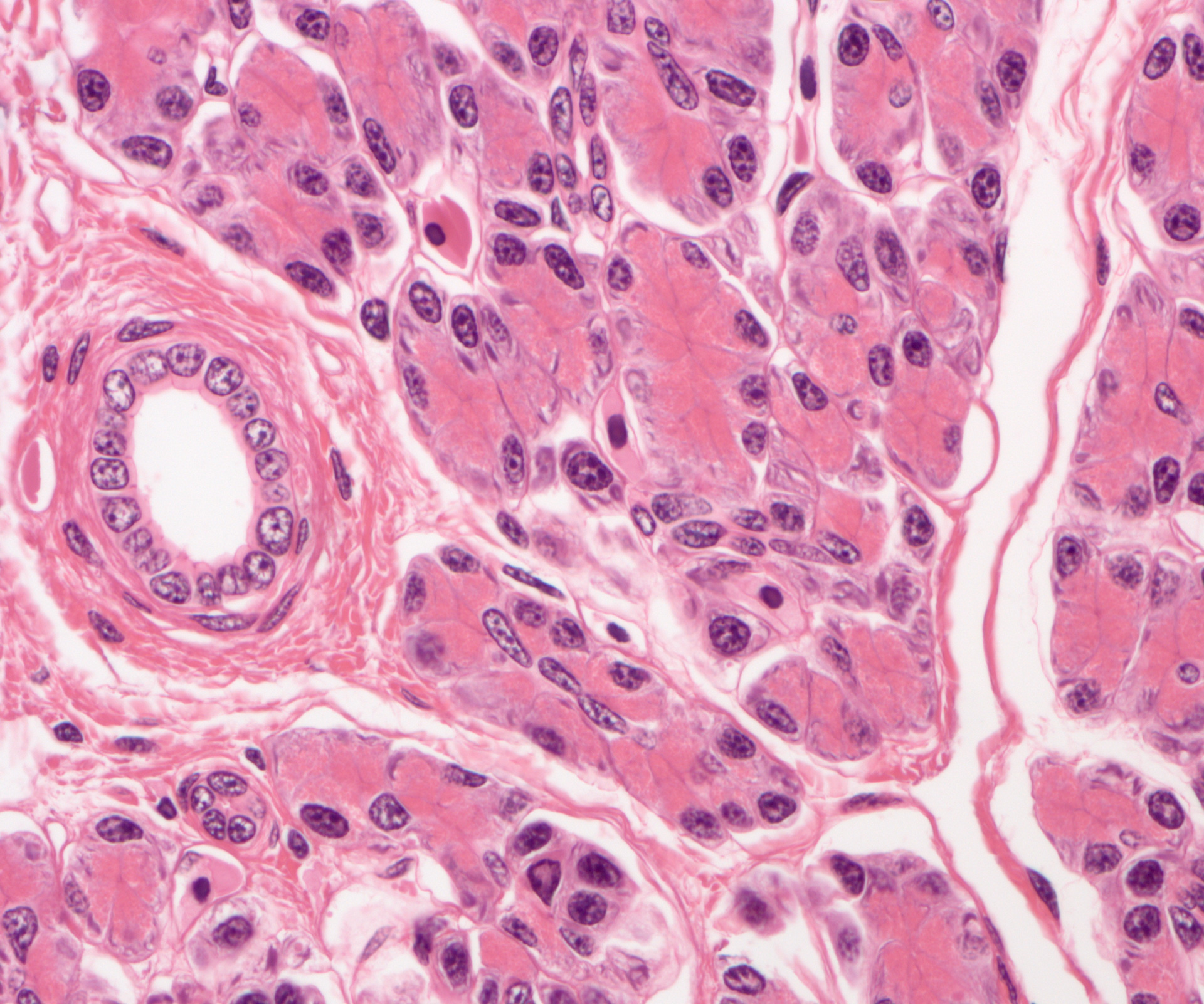 Hígado de Amphiuma en campo claro. Tinción HE, imagen captada con ZEISS Axio Imager, objetivo: EC Plan-NEOFLUAR 20×/0,50 