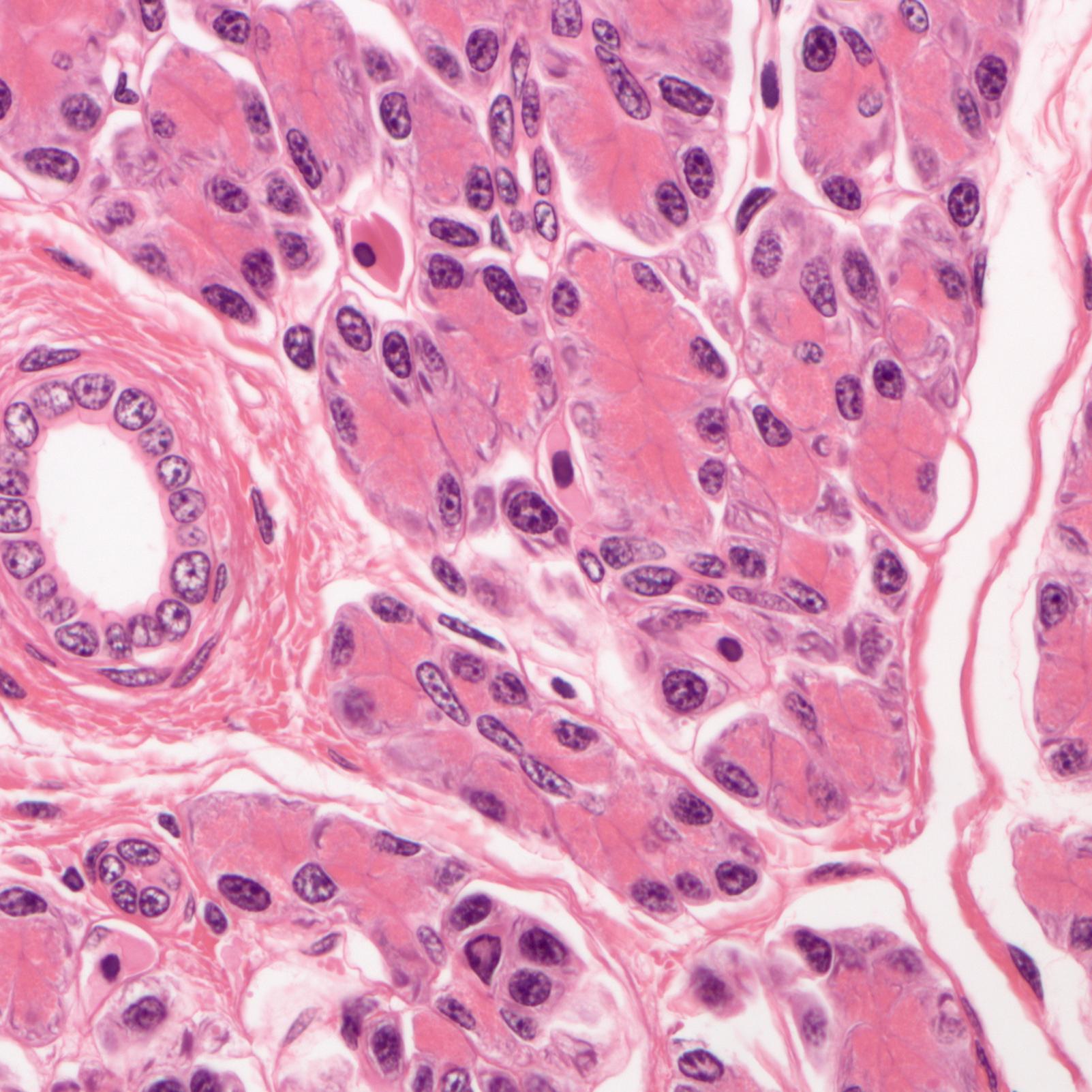 Hígado de Amphiuma en campo claro. Tinción HE, imagen captada con ZEISS Axio Imager, objetivo: EC Plan-NEOFLUAR 20×/0,50