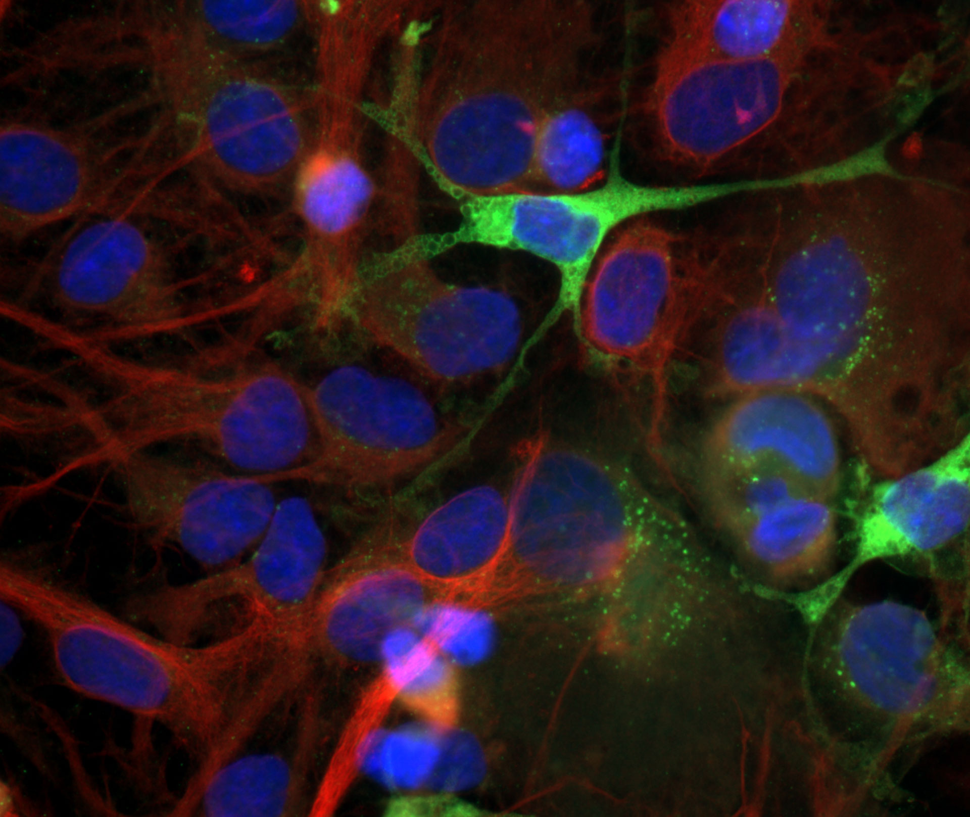 Astrocytes. Vert : GFP, rouge : tubuline - Alexa 568, bleu : Hoechst 33342, image capturée avec ZEISS Axio Imager.D2 ; objectif : Plan APOCHROMAT 63×/1,4 