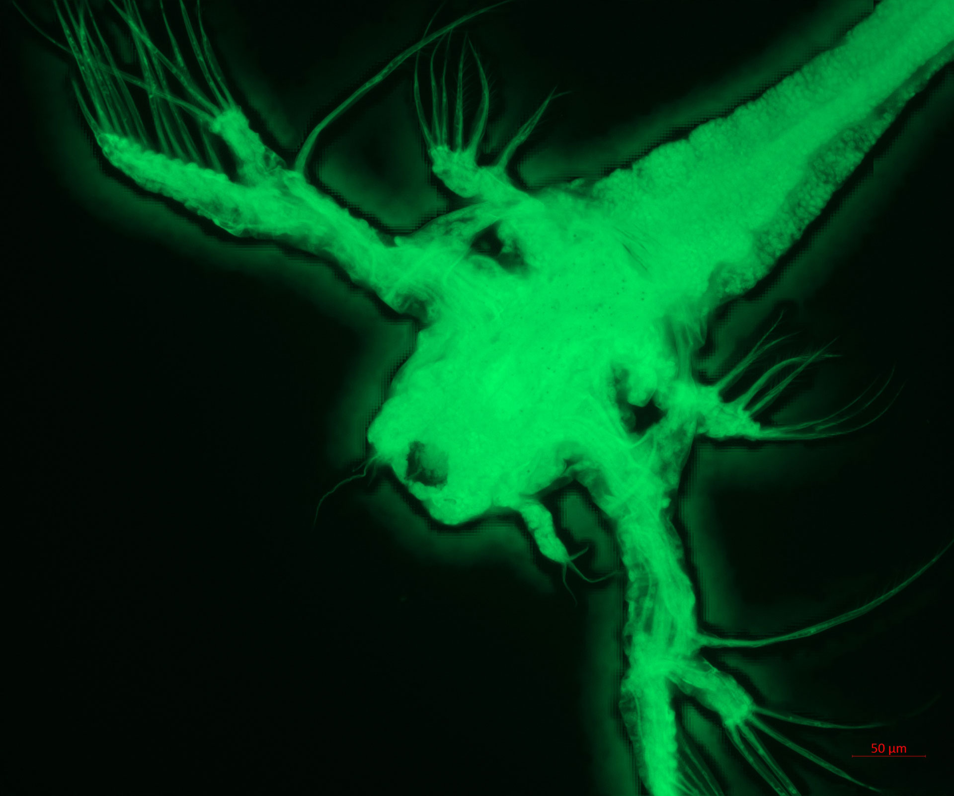 Brine shrimp. EOSIN staining, processed z-stack image 