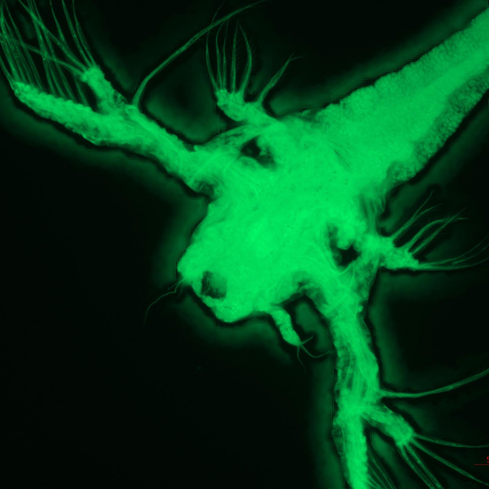 Brine shrimp. EOSIN staining, processed z-stack image