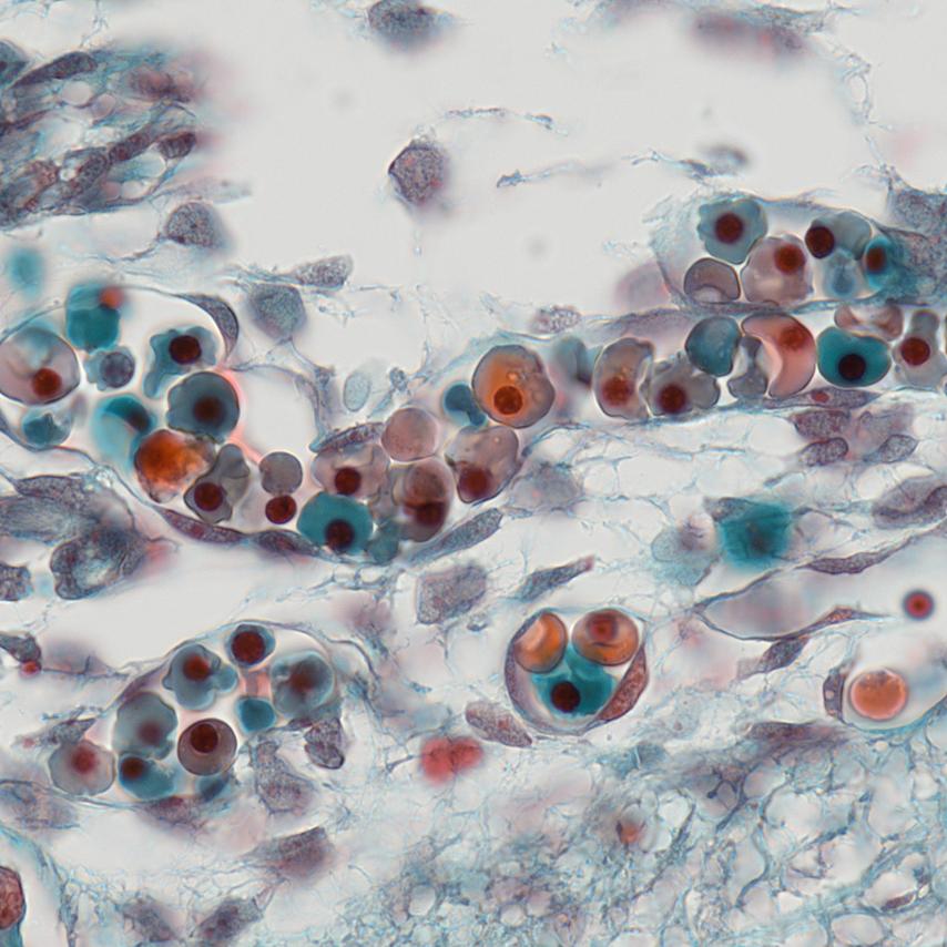 Gewebeschnitt eines Rattenembryos, Objektiv: Plan-APOCHROMAT 63×/1,4 Oil