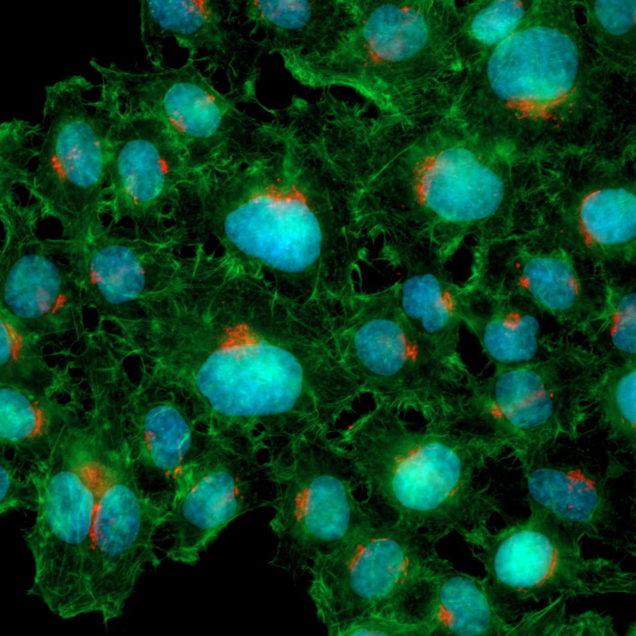 Cellules HeLa en culture fixe. Bleu : ADN (DAPI), vert : F-actine (phalloïdine-Alexa Fluor 488), rouge : réseau trans-Golgien (TGN-Alexa Fluor 561)