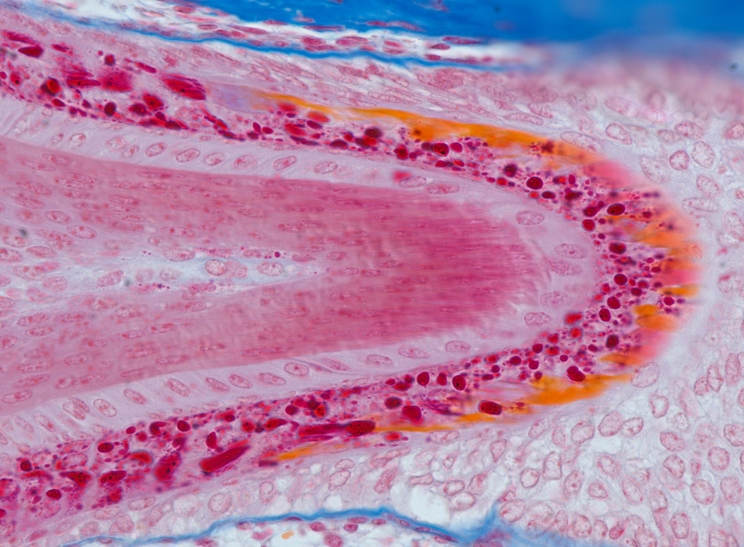 Mouth region of a mouse embryo section, objective: Plan-APOCHROMAT 63xl1.4 oil 