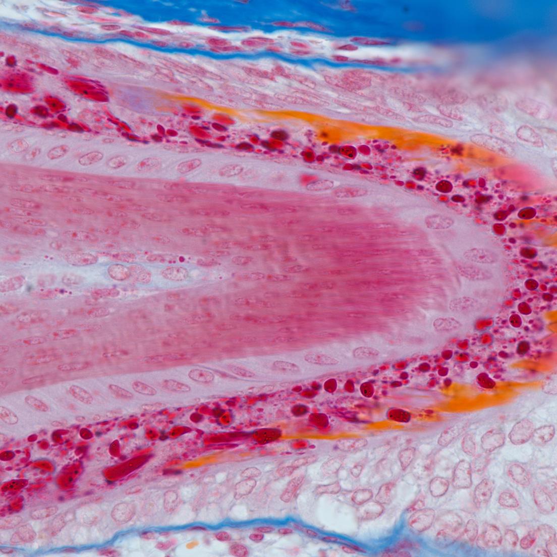 Mouth region of a mouse embryo section, objective: Plan-APOCHROMAT 63xl1.4 oil