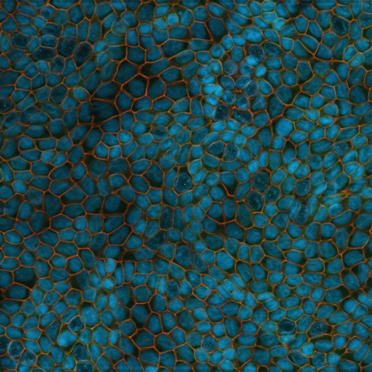 Cellules CACO-2 polarisées. Cultivées par filtration pendant deux semaines. Image reproduite avec l'aimable autorisation de C. . Hartmann et K. Ebnet, Centre de biologie moléculaire de l'inflammation, Institut de biochimie médicale, WWU Münster, Allemagne.