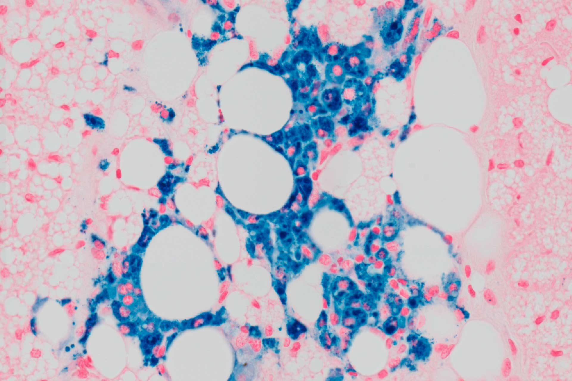 Brown adipose tissue of mice