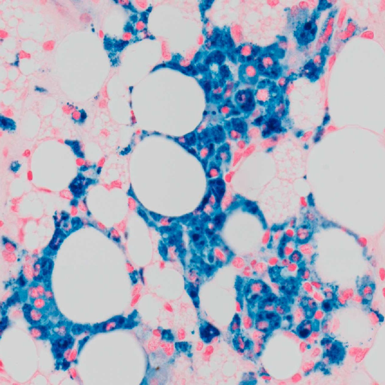 Brown adipose tissue of mice