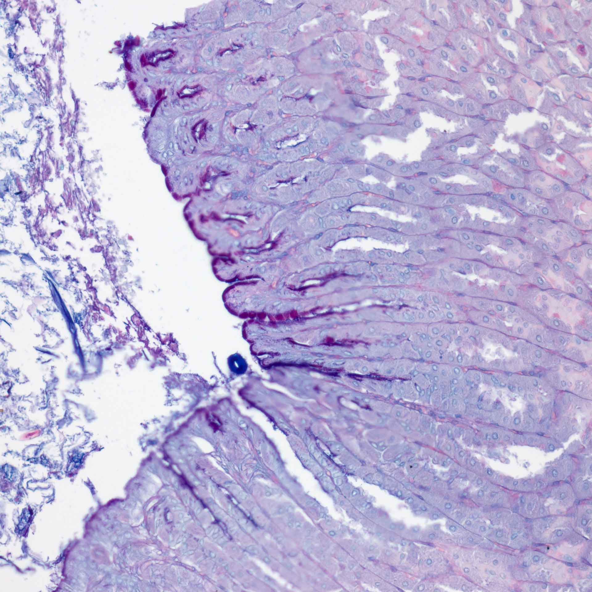 Cellules caliciformes intestinales de souris