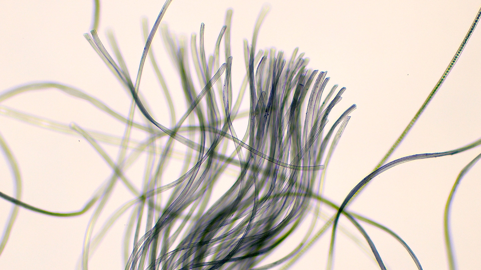 Fibre textile acquise avec la caméra Primostar 3 (Educam 105 intégré), 10×