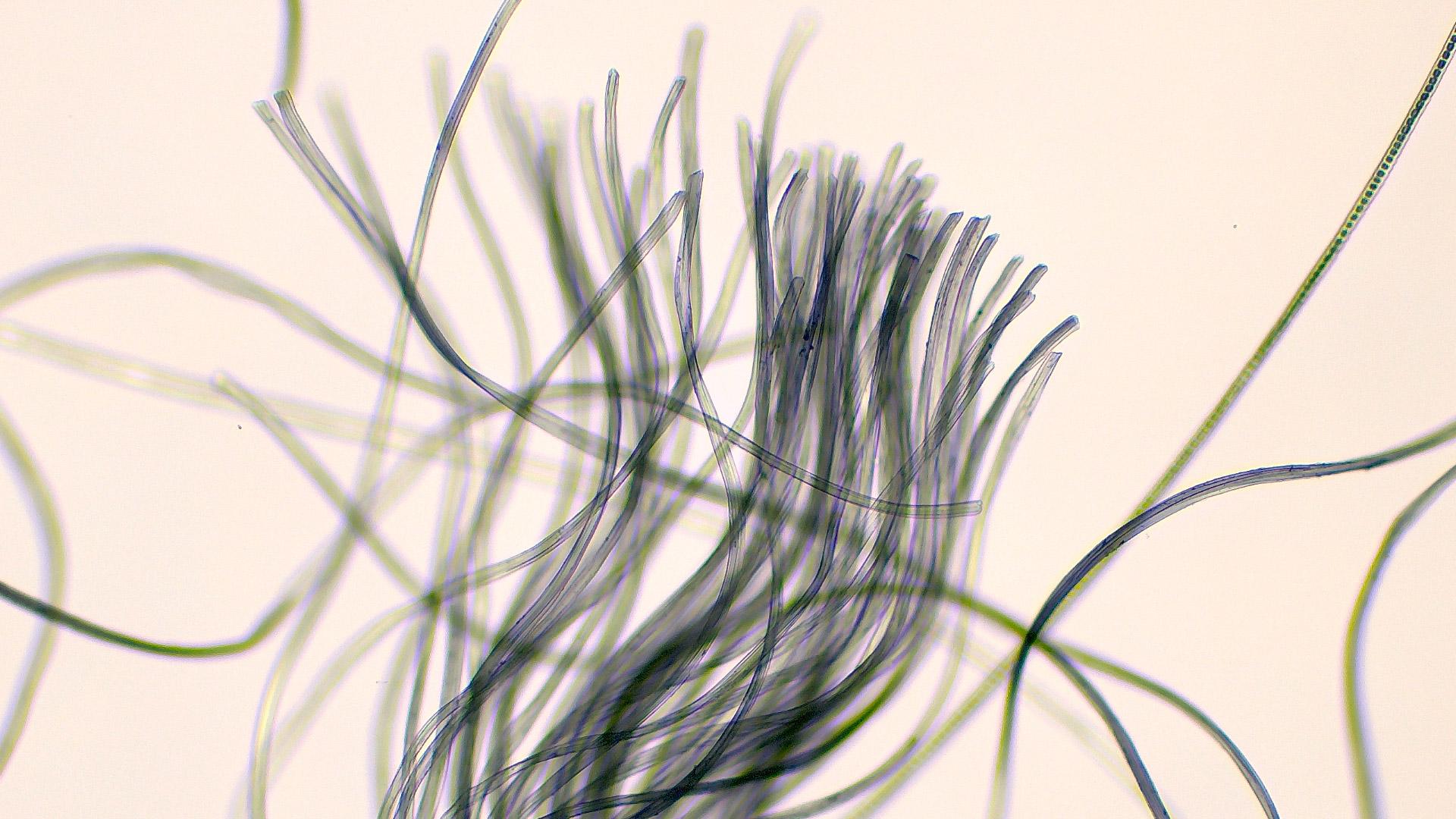 Fibre textile acquise avec la caméra Primostar 3 (Educam 105 intégré), 10×