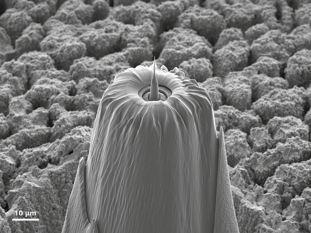 El análisis a nivel atómico en 3D mediante tomografía de la sonda atómica es posible mediante el láser de fs de Crossbeam para la preparación rápida del foso, además de determinar los criterios de valoración mediante la captura de imágenes SEM en directo mientras se realiza el fresado con iones a pocos kV durante el afilado final de la punta.