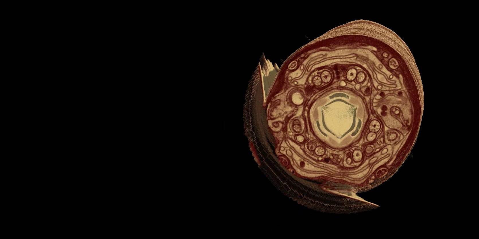 Volumen en 3D de C. elegans compuesto por 10 080 secciones z con un tamaño de píxeles de 5 × 5 × 8 nm