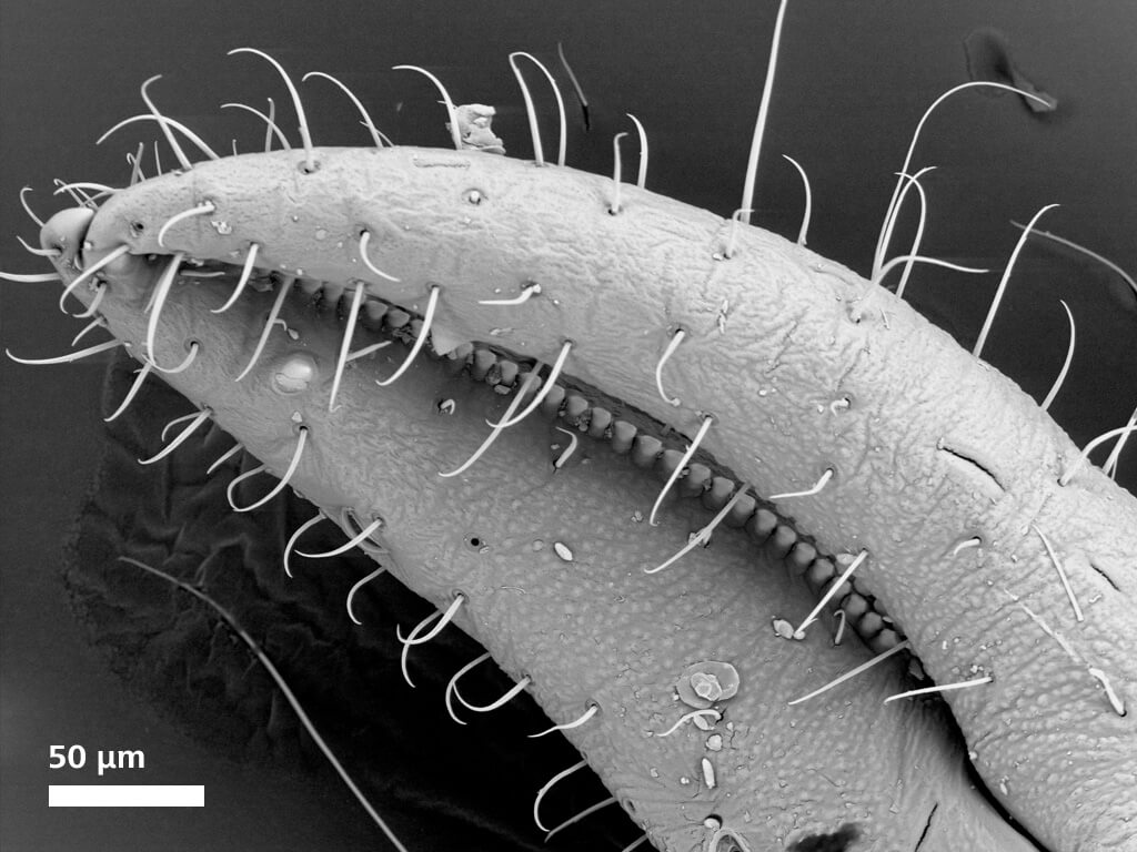 Detail of a pseudoscorpion, imaged with BSE detector under high vacuum at 20 kV.