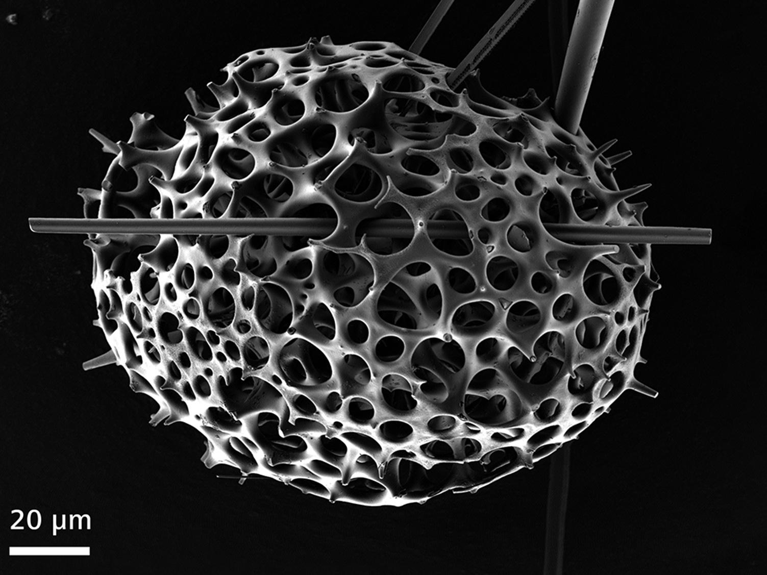 コーティングされていない放散虫（Radiolaria alga）。1 keVの入射電圧でイメージング。ビーム減速法を適用したところ、表面の細部やコントラストが改善され、電荷アーチファクトが低減。