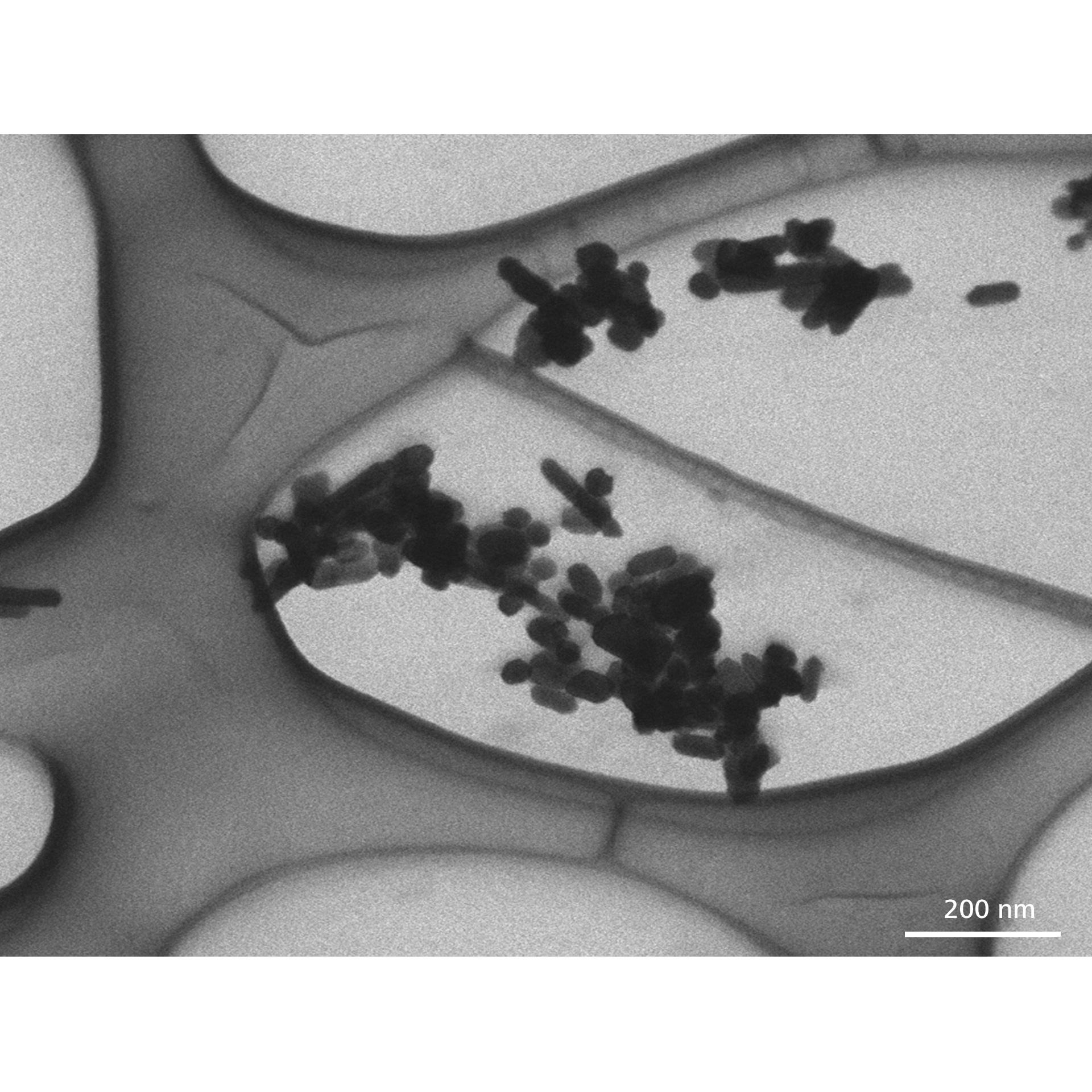 3D STEM-Tomographie eines CeO2-Nanopartikels. GeminiSEM 560, aSTEM, Hellfeld, 30 kV. 