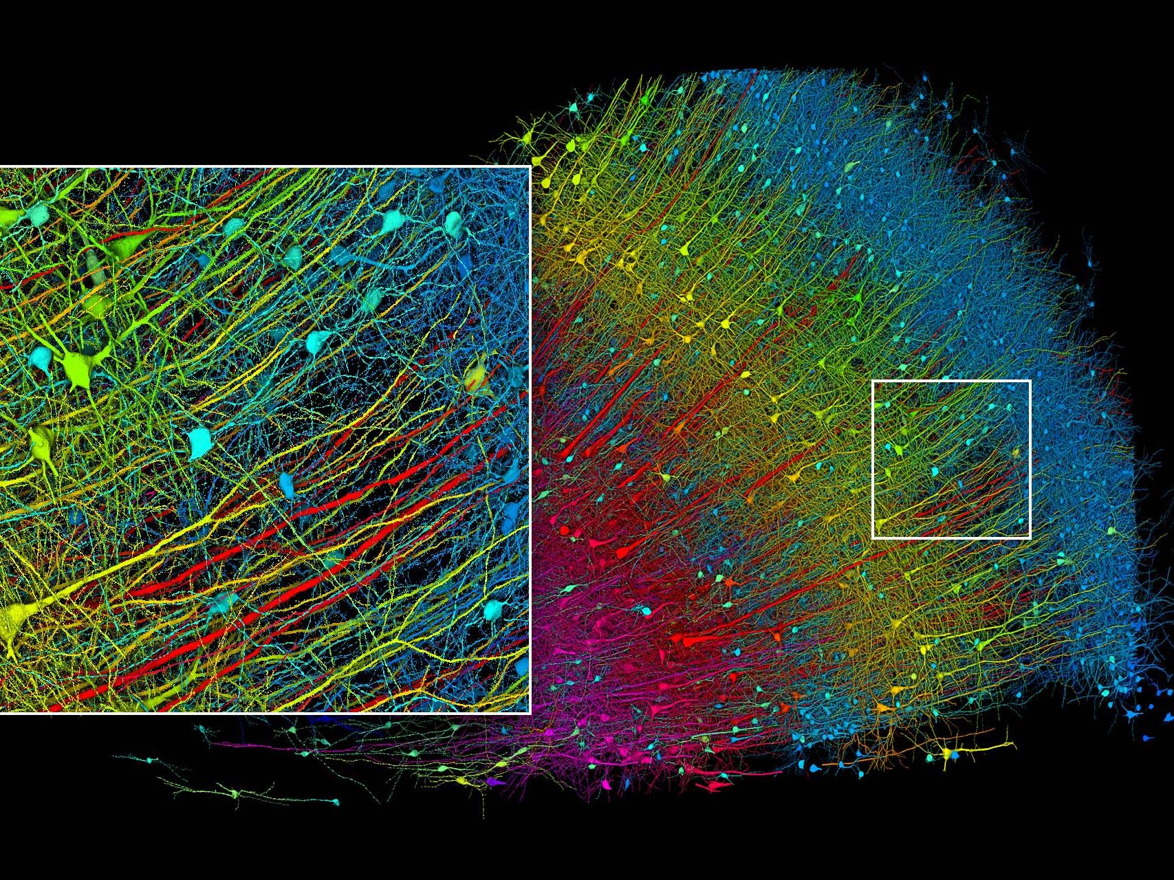 Human temporal cortex imaged with ZEISS MultiSEM and reconstructed in ultrastructural detail. The image shows a subset of reconstructed pyramidal neurons from an ultrathin section of approximately 2 mm × 3 mm in size.