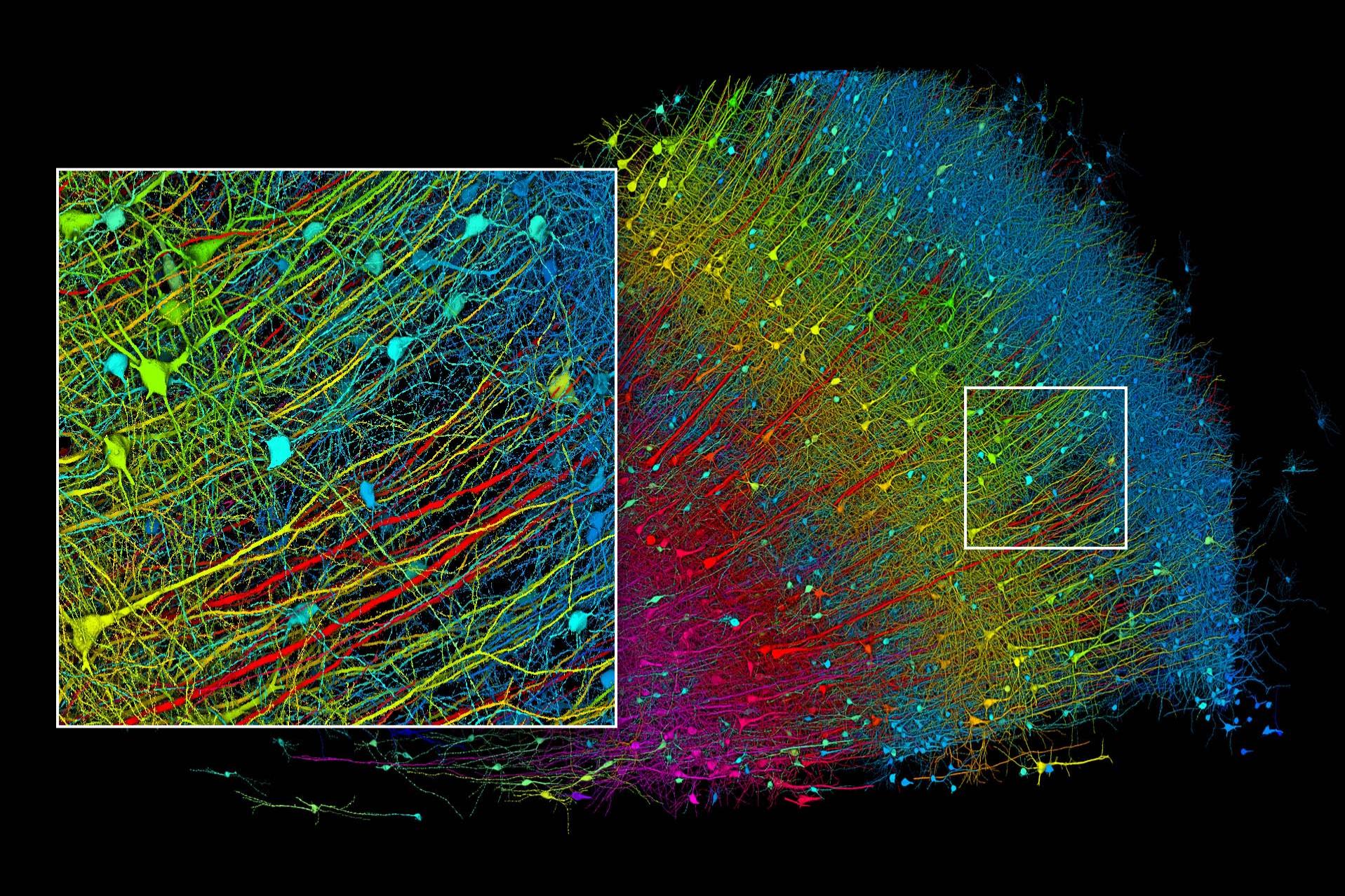Human temporal cortex imaged with ZEISS MultiSEM and reconstructed in ultrastructural detail. The image shows a subset of reconstructed pyramidal neurons from an ultrathin section of approximately 2 mm × 3 mm in size.