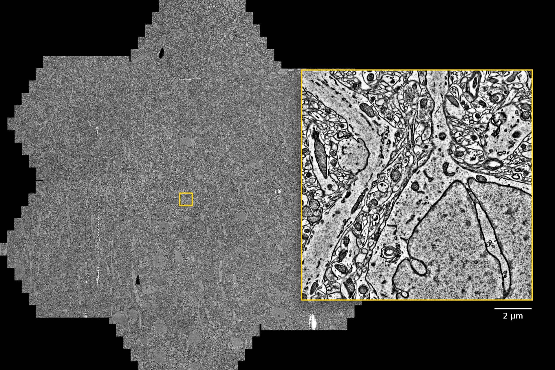 Mouse brain section (50 nm thick), seven hexagonal multi-beam fields of view acquired in less than 20 seconds with a MultiSEM 706 covering an area more than 400 μm in diameter. Sample courtesy of B. Kasthuri, University of Chicago, IL, USA.
