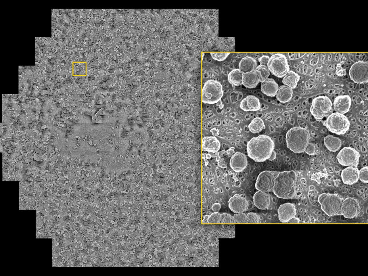 充放電後の電池のセパレーター箔。陽極側に析出物が認められる。入射電圧1 keV、ピクセルサイズ4 nm、視野108 μm x 94 μmで取得した画像。