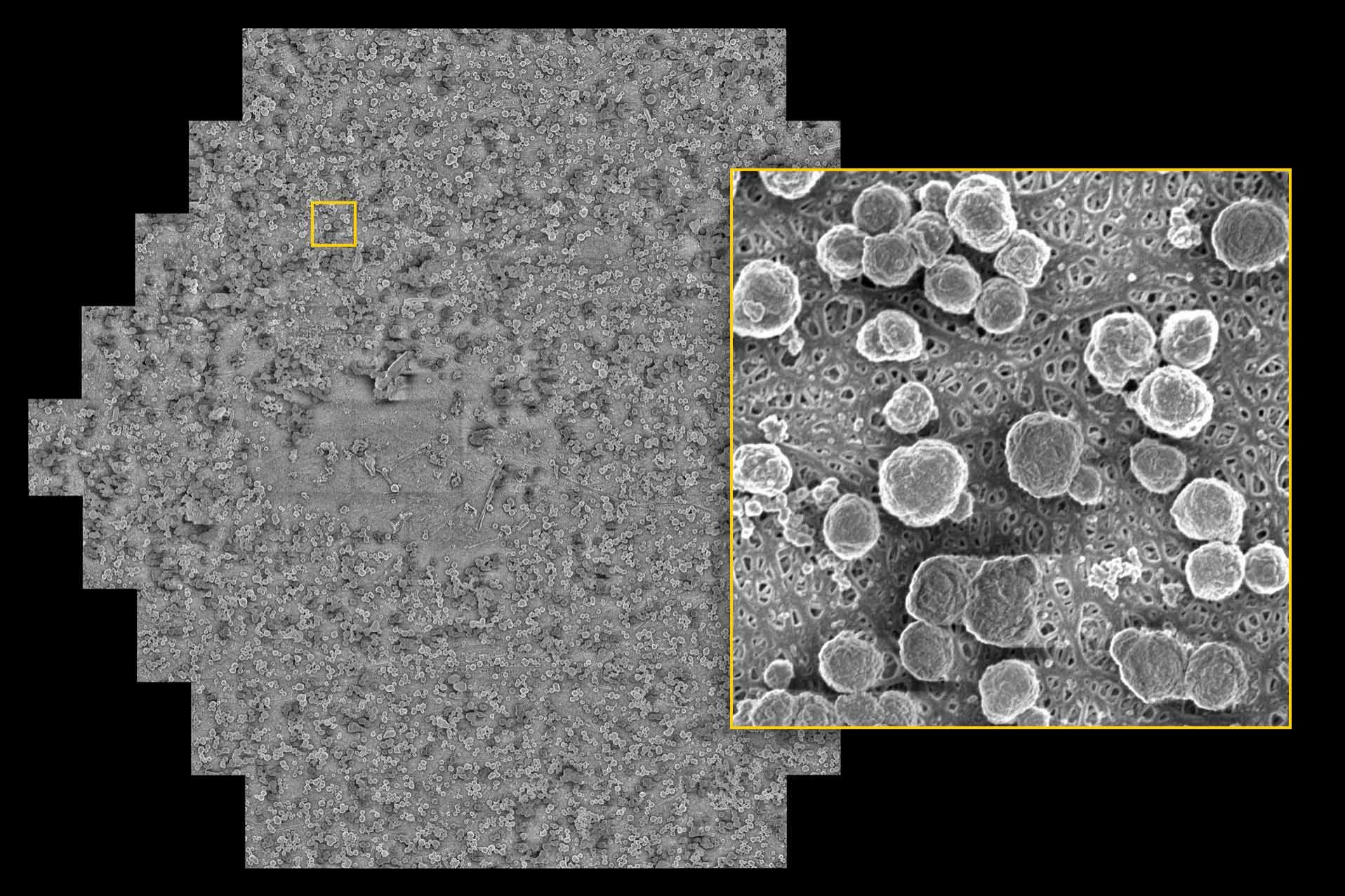 Separator foil of a cycled battery with precipitates from the anode side. Image acquired at low landing energy of 1 keV and 4 nm pixel size, covering a field of view of 108 μm × 94 μm.