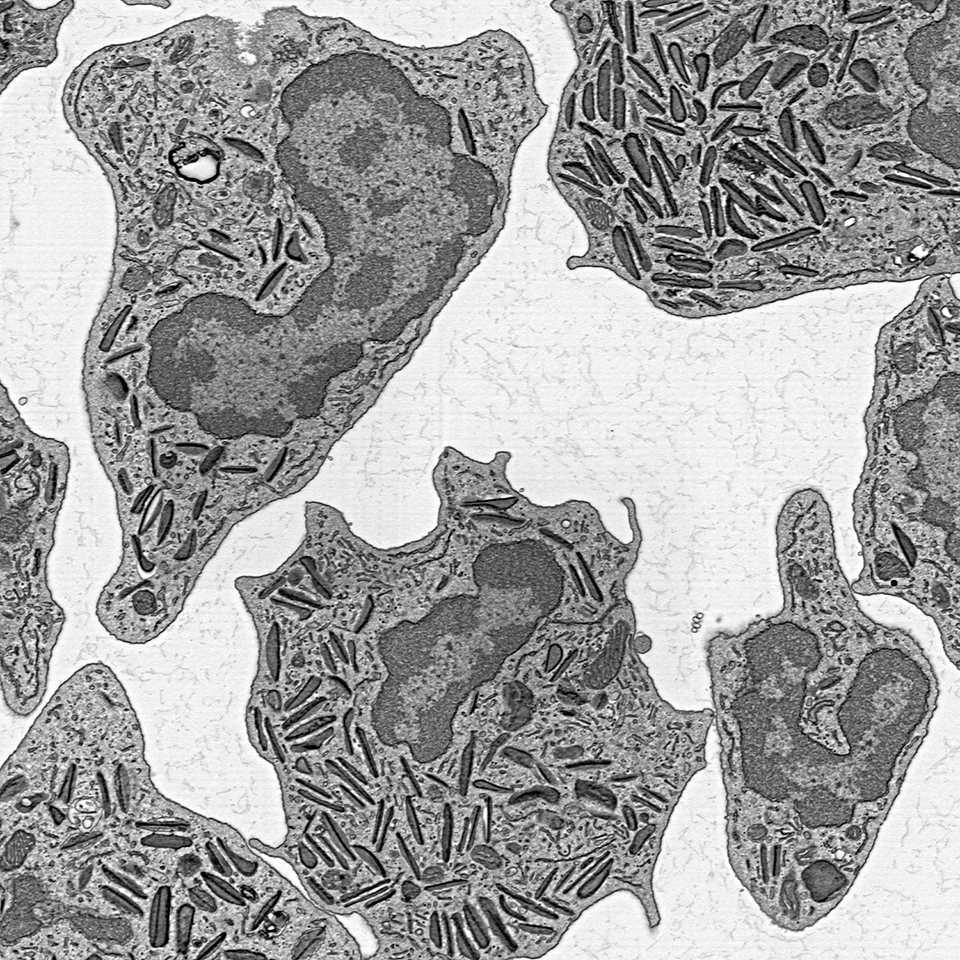 Isolierte Immunzellen eines Zebrafischs, aufgenommen mit ZEISS GeminiSEM und ZEISS Sense BSD (1,5 kV, 88 pA; Pixelgröße: 3 nm, Verweildauer: 1,6 µs, Vorspannung am Tisch).​