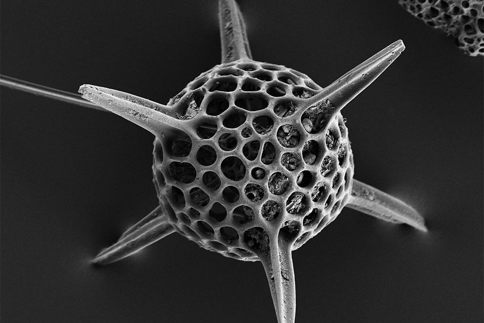 L'image de la délicate structure ouverte d'un radiolaire est capturée par le détecteur ETSE à 1 kV sous vide poussé, largeur d'image 183 µm.