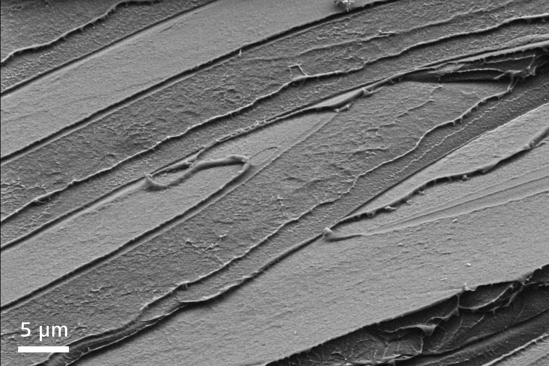 Die Oberfläche von Polystyrol als Bruch-Probe, um Rissbildung und Adhäsion an Grenzflächen in Polymeren zu verstehen