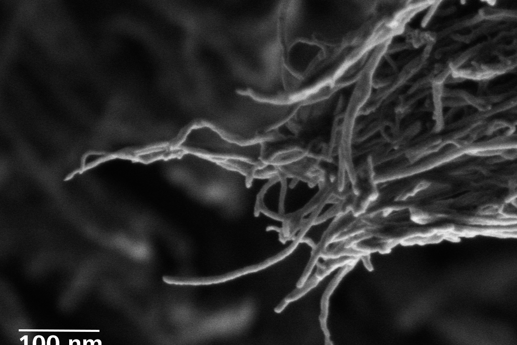 Als Kohlenstoff-Nanoröhren (CNT) mit niedriger Spannung abgebildet. Sigma 560, 500 V, Inlens SE-Detektor.