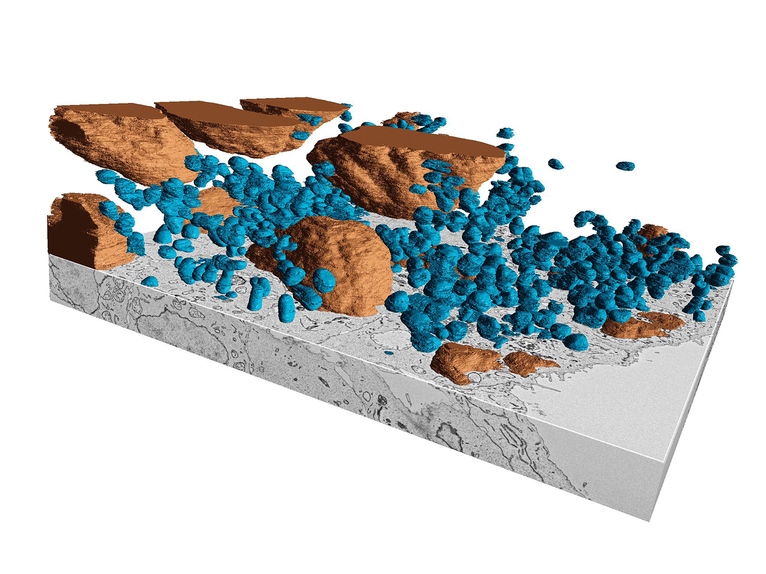 Células madre modificadas genéticamente, cortadas y visualizadas con ZEISS Volutome en ZEISS GeminiSEM 460 para investigar los cambios morfológicos. Se pueden identificar y analizar con facilidad diversos componentes celulares, como las mitocondrias o los núcleos. Los componentes celulares se anotaron, segmentaron y visualizaron con ZEISS arivis. 