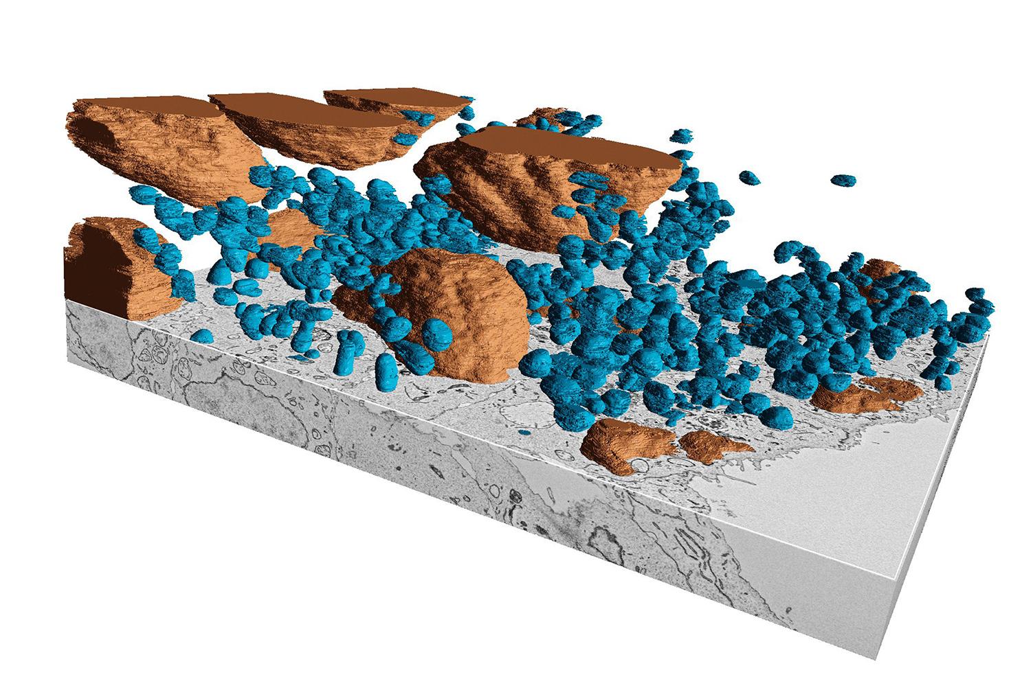 Genetically modified stem cells cut and imaged with ZEISS Volutome in a ZEISS GeminiSEM 460 to investigate morphological changes. Various cellular components, such as mitochondria or nuclei can be easily identified and analyzed. Cellular components were annotated, segmented, and visualized with ZEISS arivis. 