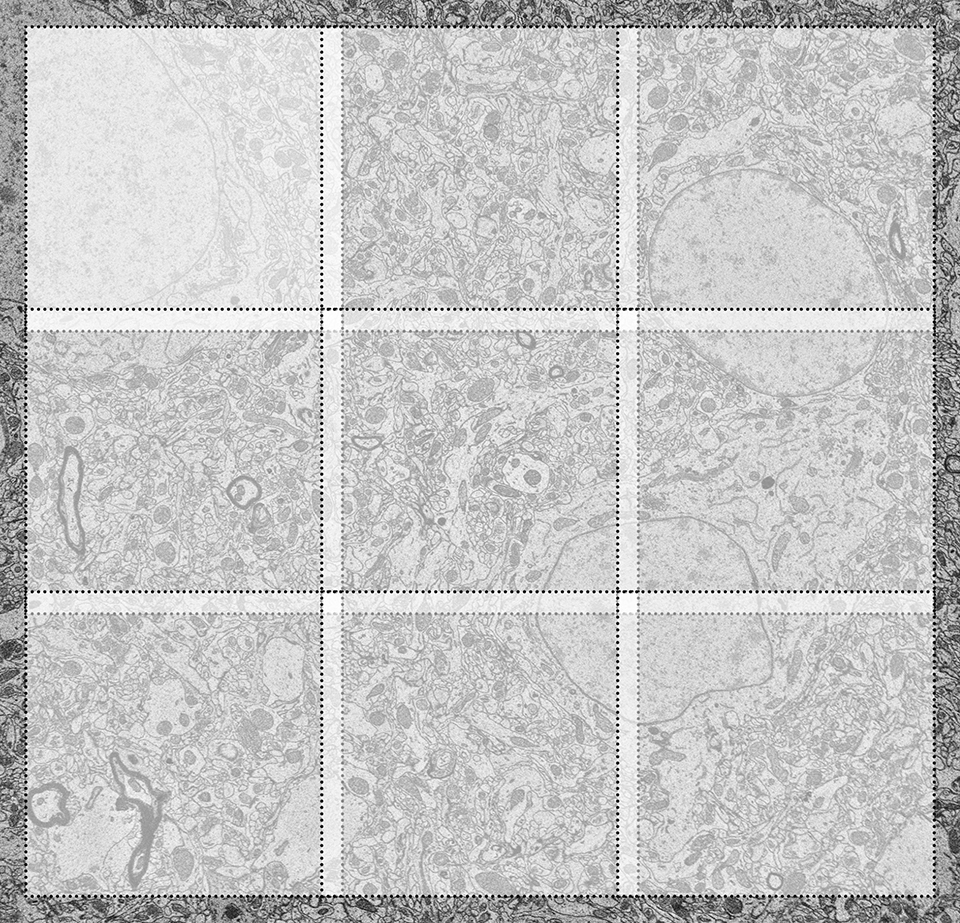Die Darstellung zeigt das Prinzip der Kachelaufnahme (Tiling und Stitching) beim Imaging großer Flächen.