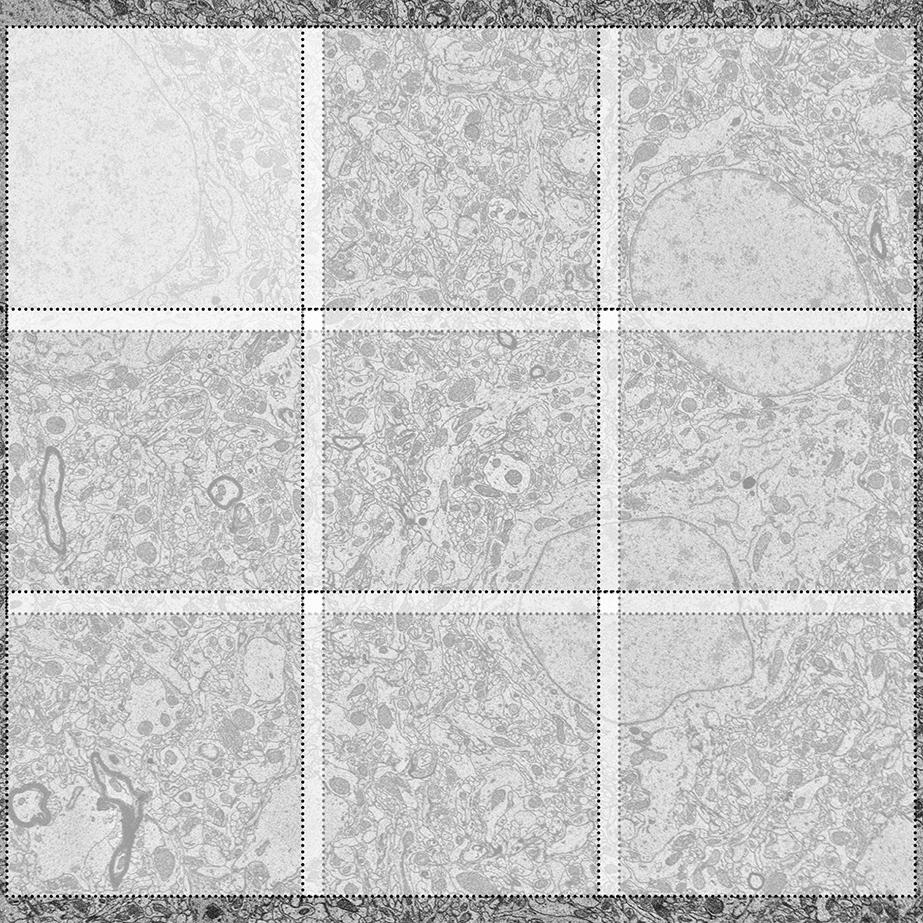 Die Darstellung zeigt das Prinzip der Kachelaufnahme (Tiling und Stitching) beim Imaging großer Flächen.