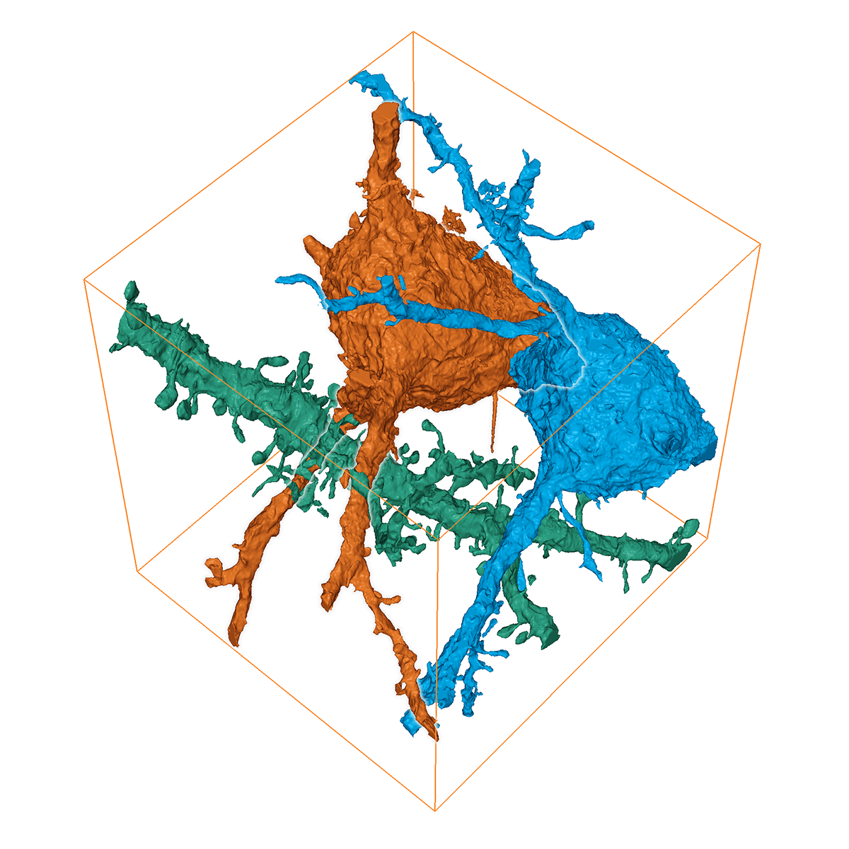 Reconstrucción en 3D de las neuronas cerebrales de un ratón. Muestra cortesía de Christel Genoud, Universidad de Lausana, Suiza