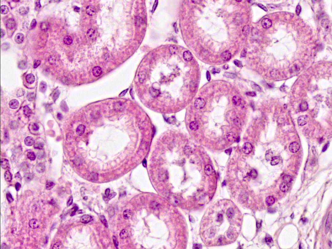 ZEISS spatial biology supports multiplex imaging to advance tissue regeneration research with detailed cellular and molecular insights.