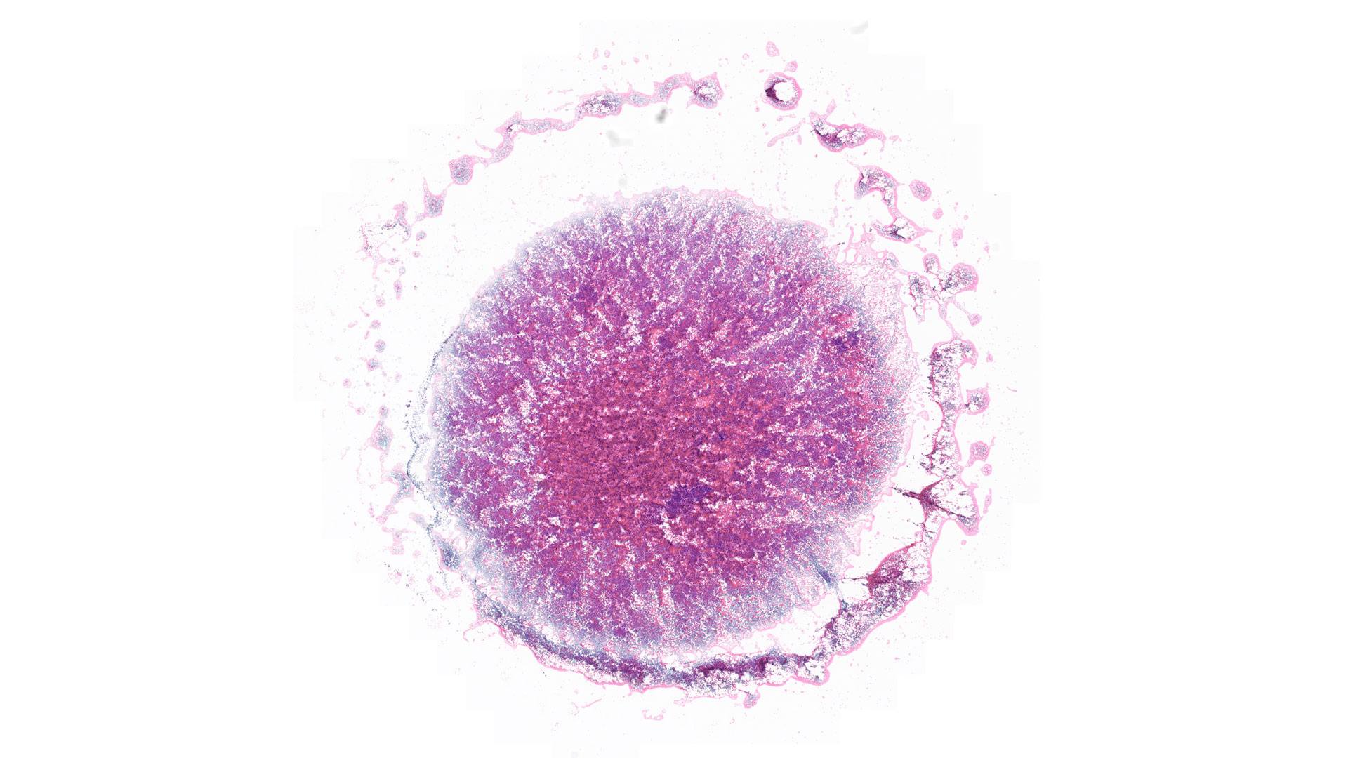 Tissue section, H&E staining
