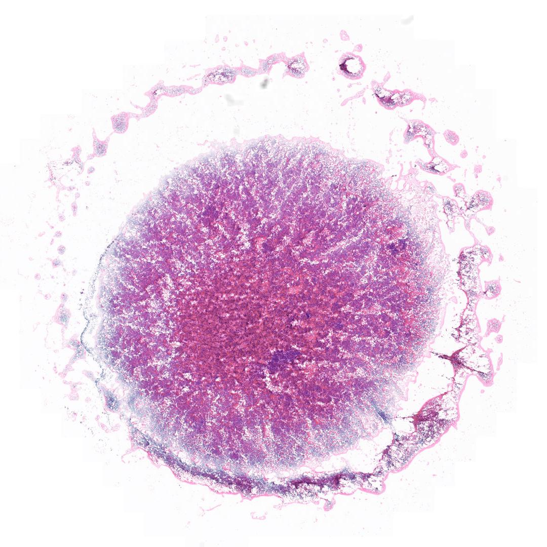 Tissue section, H&E staining