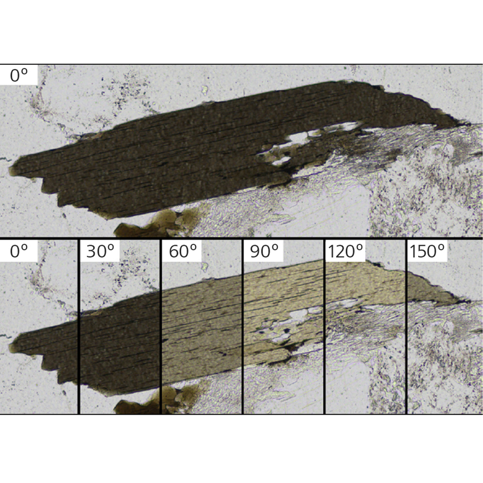 Primer plano de un único grano de biotita dentro de una muestra de granito. La muestra se ha captado en múltiples orientaciones de PPL a fin de observar toda la gama de pleocroísmos, ya que la muestra se gira 180° en relación con el polarizador. 